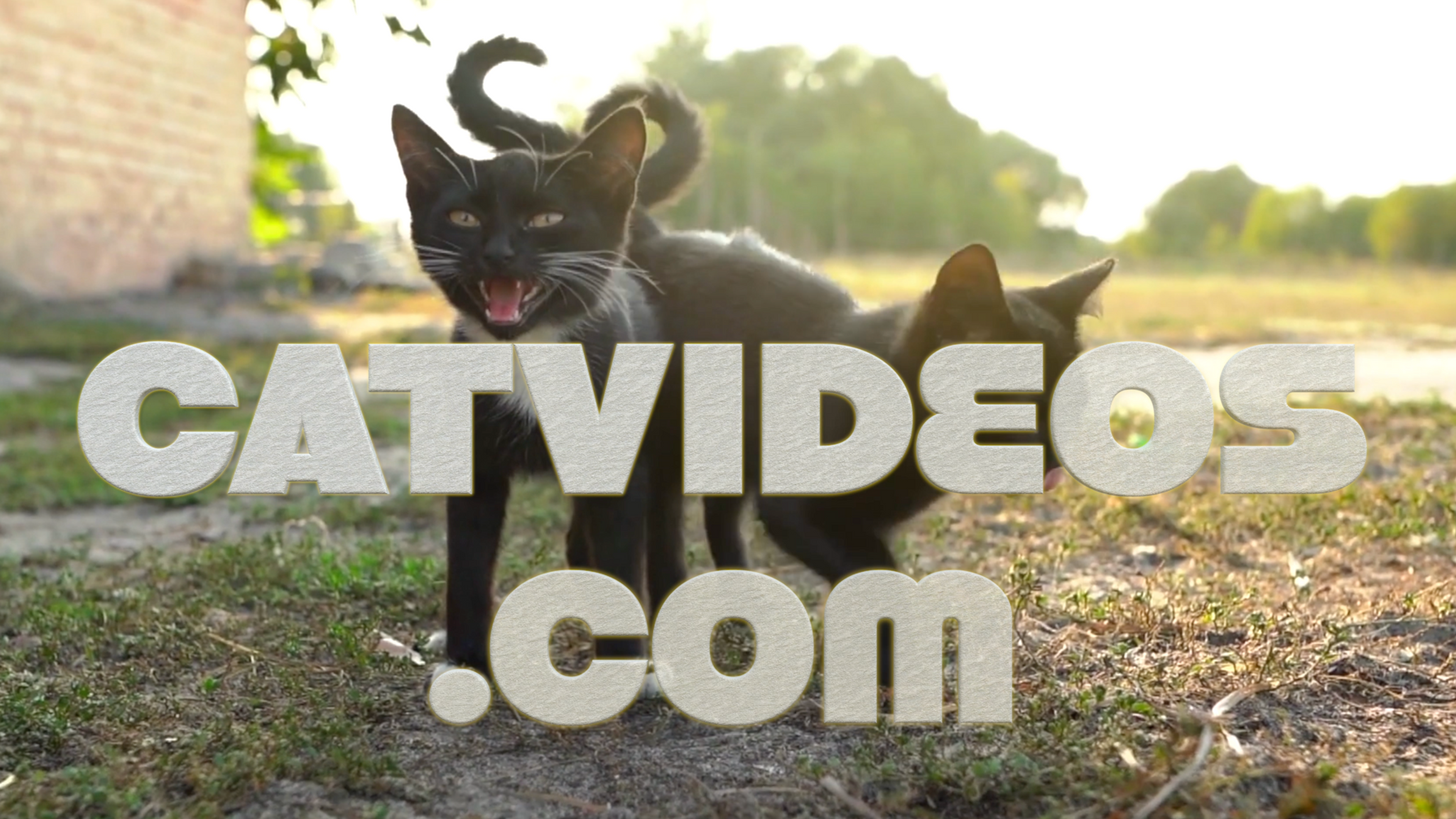 Meow Channel